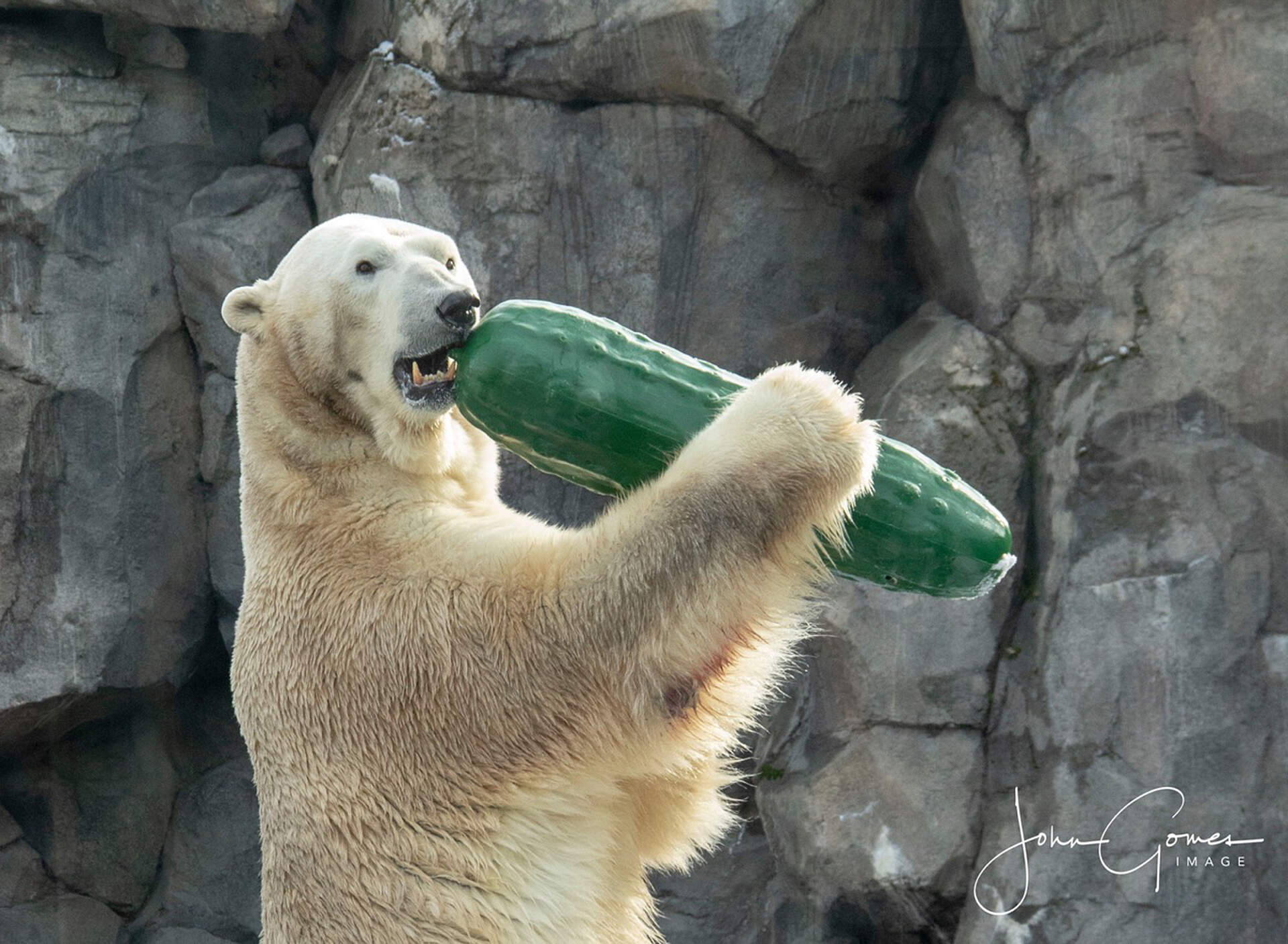 Alaska zoo IMG 8101 1556048243328