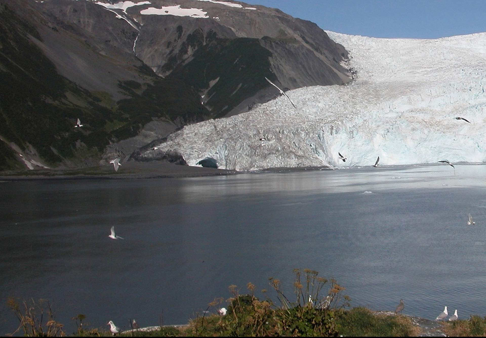 Bruce Molnia Glacier Photos Aialik Glacier View1 2005