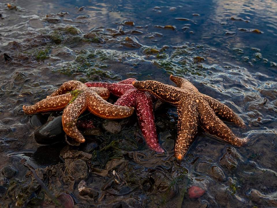 Tidepooling Brent Reynolds 6517413bb8c36 8 30 202350