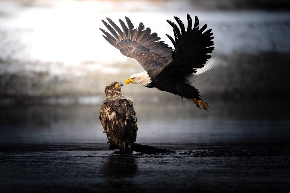Wildlife Viewing eagles karthik subramaniam 6336afd3d8e5e Fly By Kisscontest photosalaska org