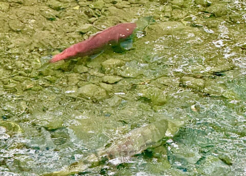 Spawning salmon in Williwaw Creek