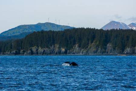 Kodiak Whale Watching