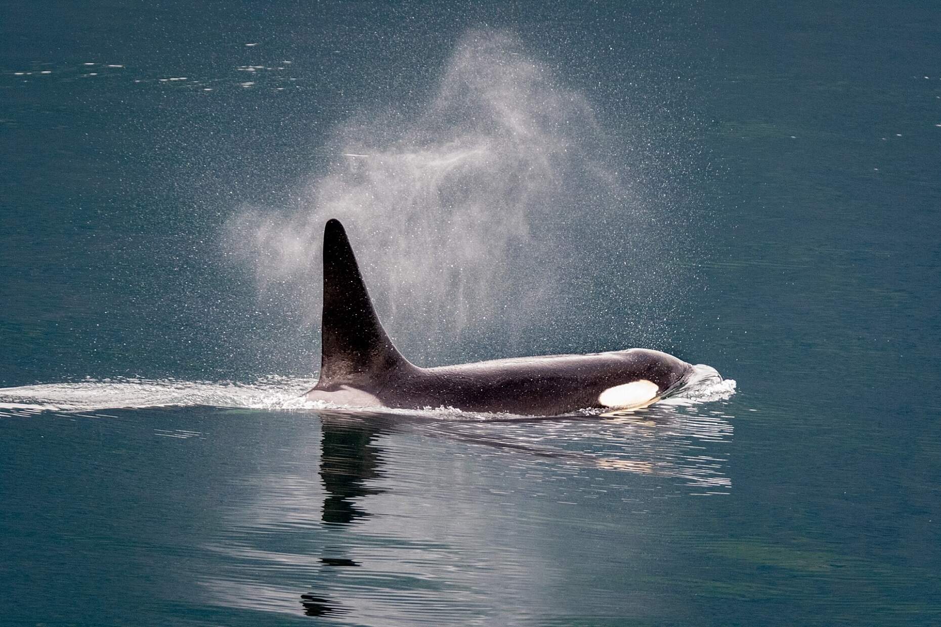 Orca whale near Valdez, Alaska