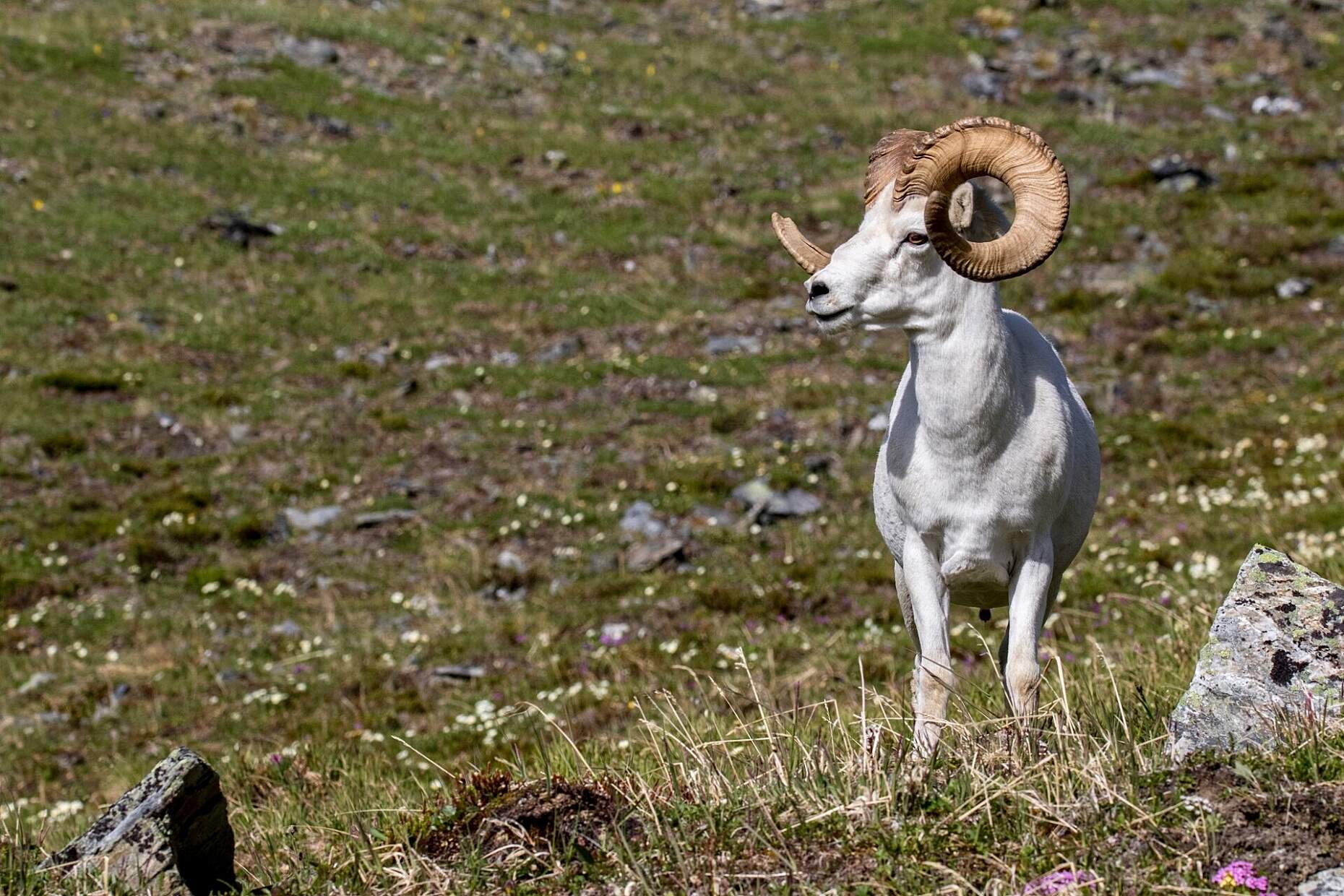 Dall sheep in Denali National Park