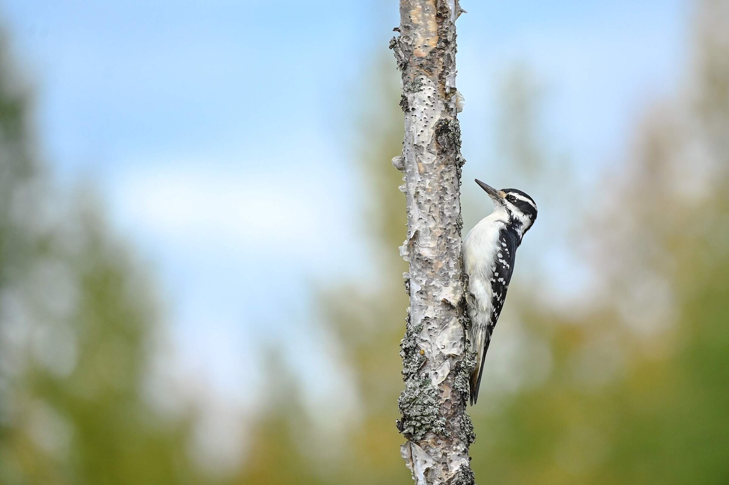 Woodpecker on a tree at Reflection Lake Trail, Alaska