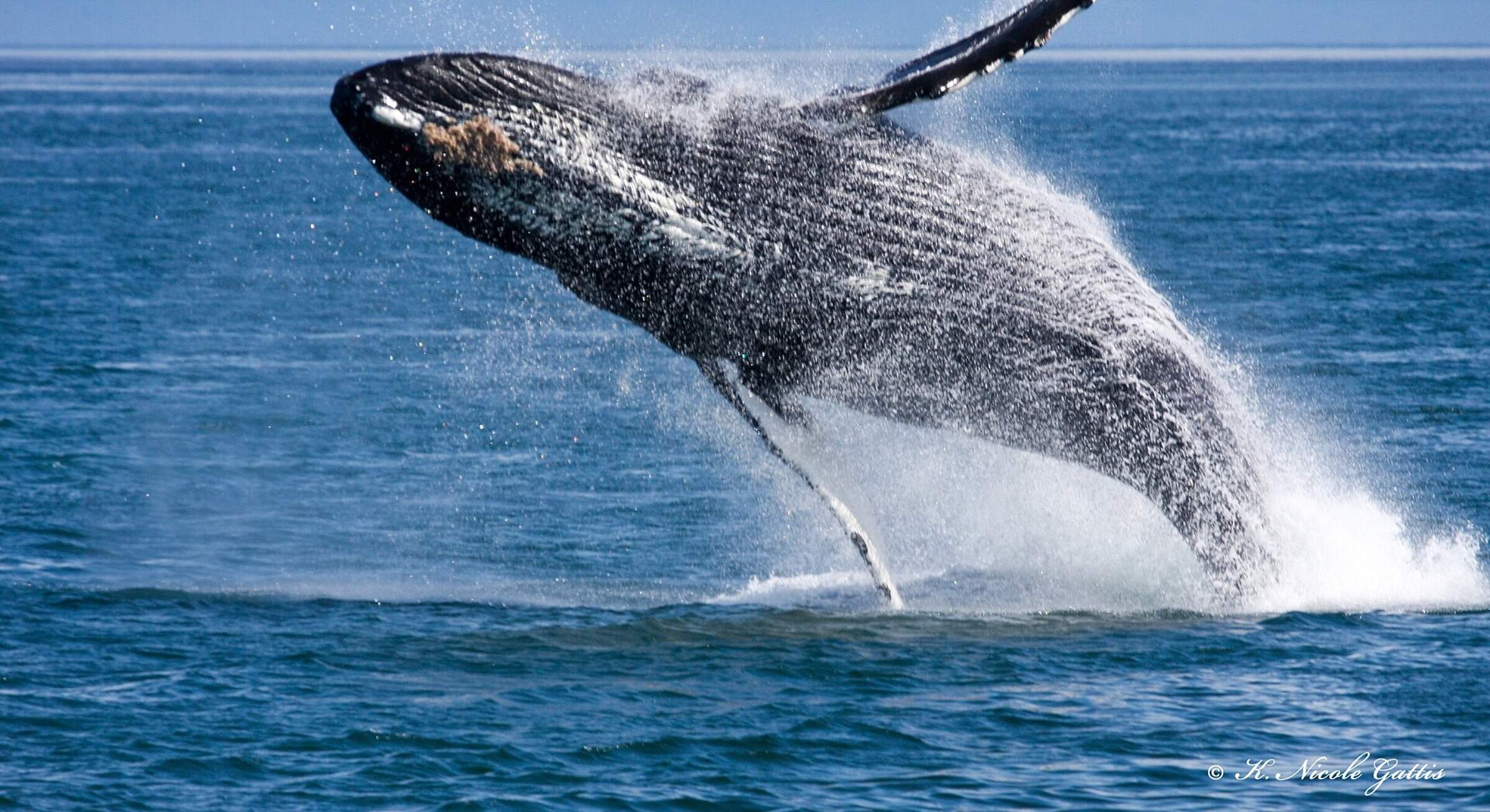 Humpback Whale breaches in Southeast, Alaska