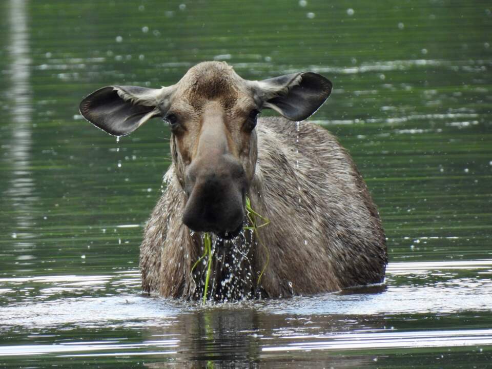 moose eating greens in a pond in Alaska