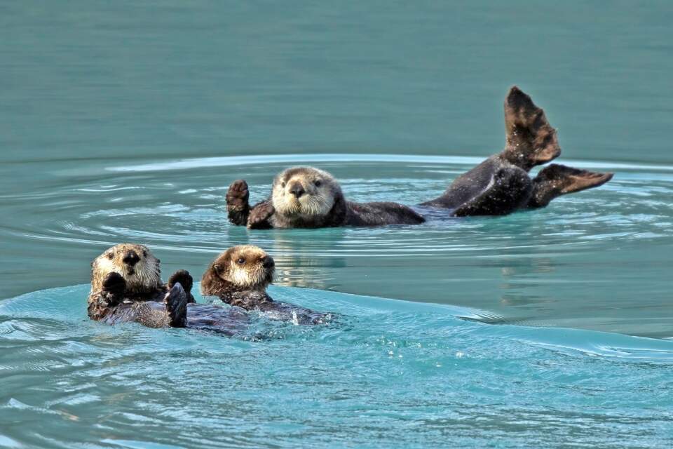 Otters lounge in the water near Valdez, Alaska