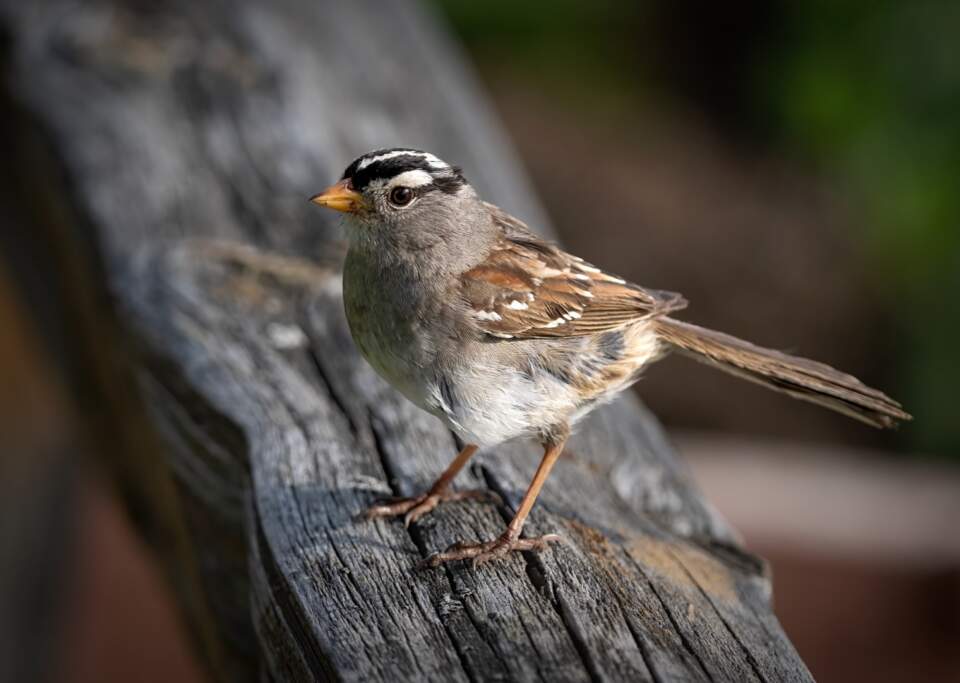 white crowned sparrow in Fairbanks Alaska