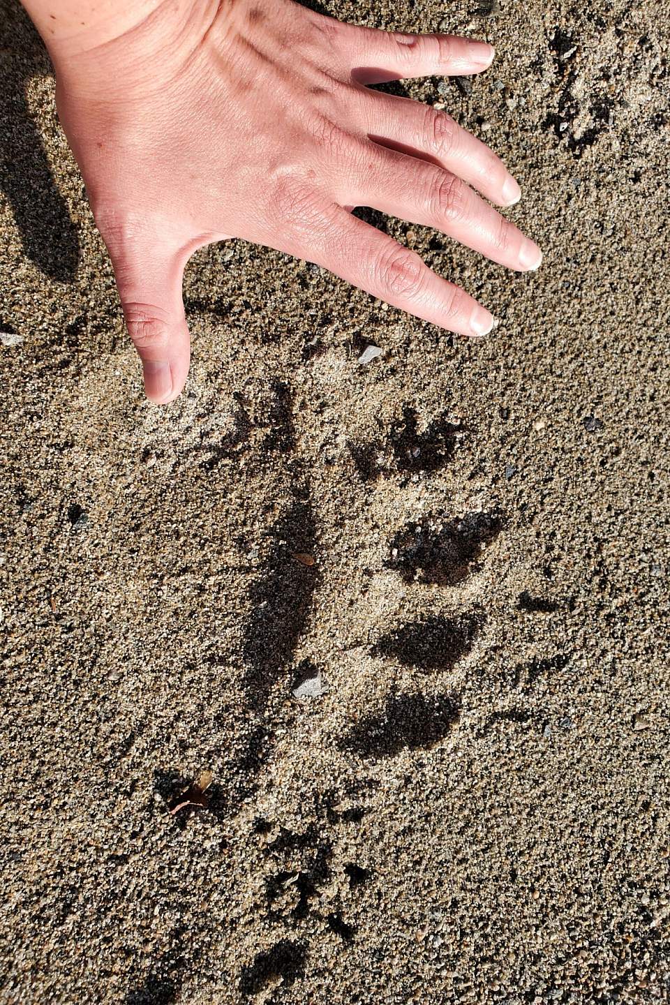 Bear Tracks at Little Lake Clark