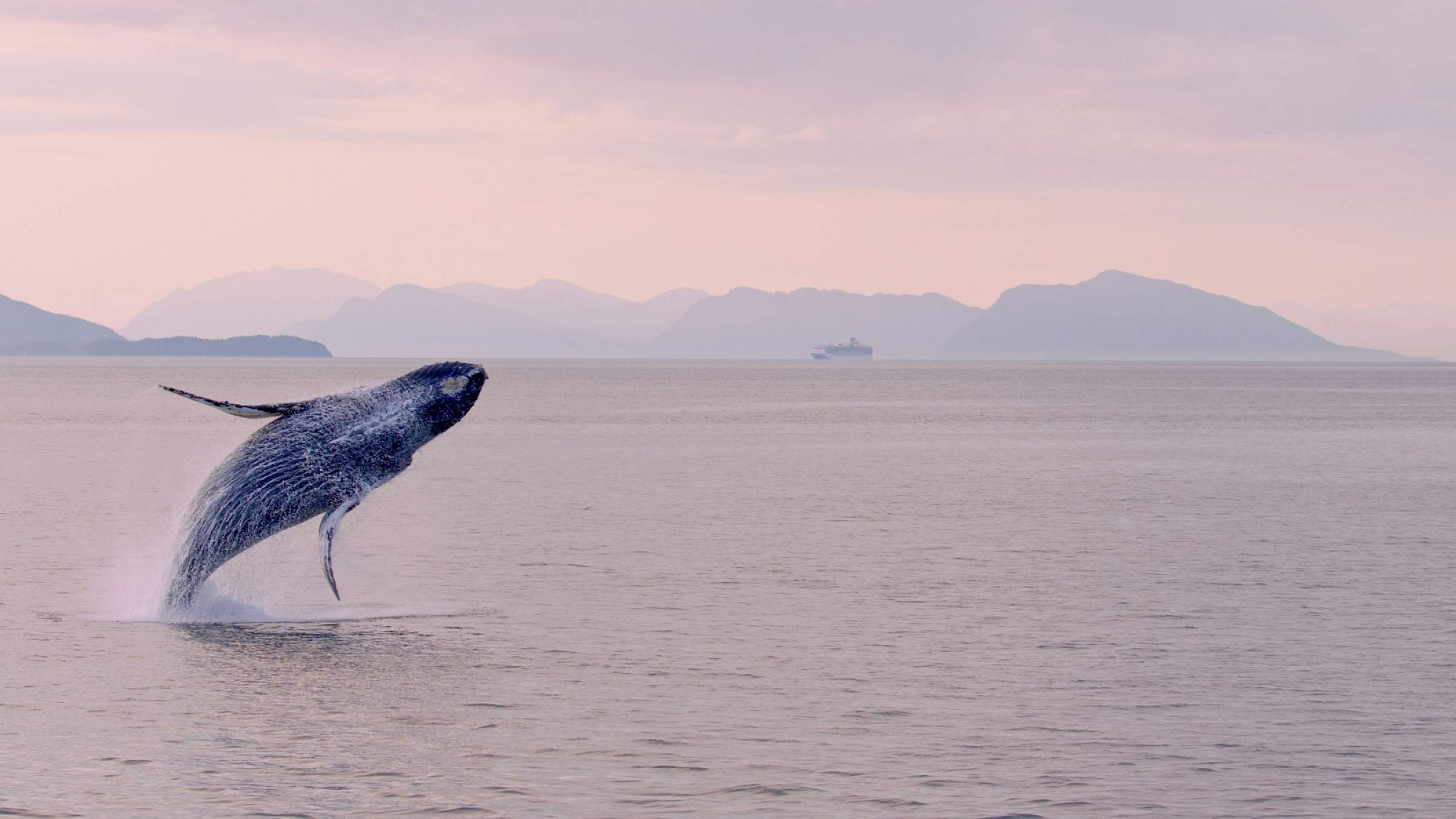 Sitka whale shatters surface ben hamilton