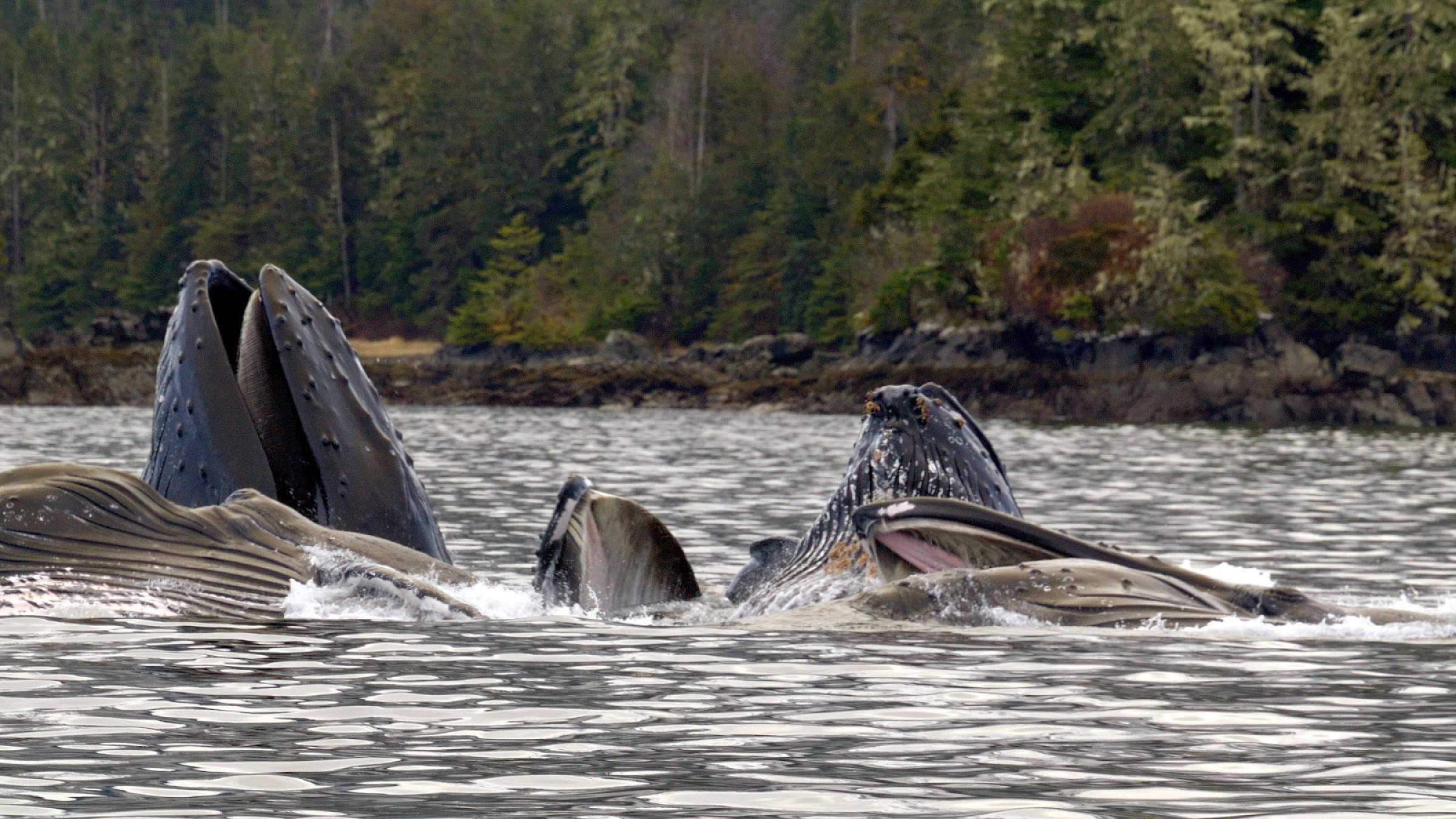 Sitka wonders whales ben hamilton