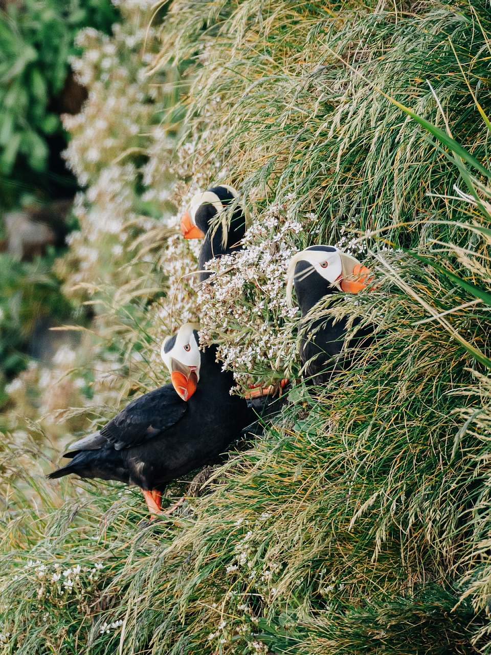Puffin Sitka Wonders Ben Hamilton