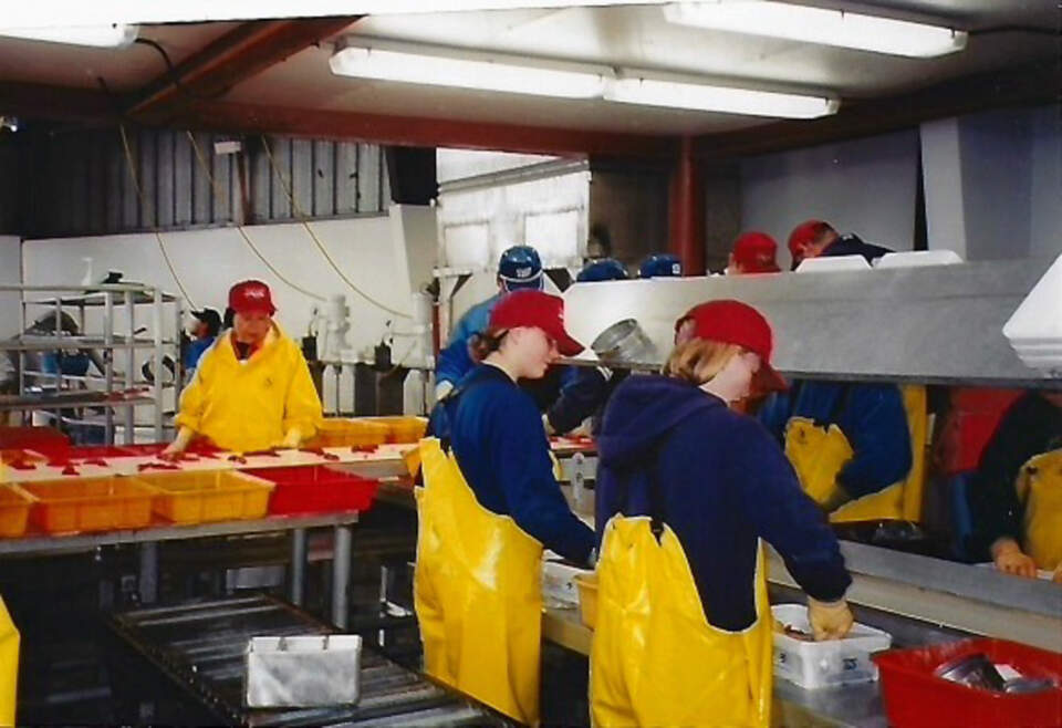 Gloved hands at the trimming table, knives flashing over steel.
