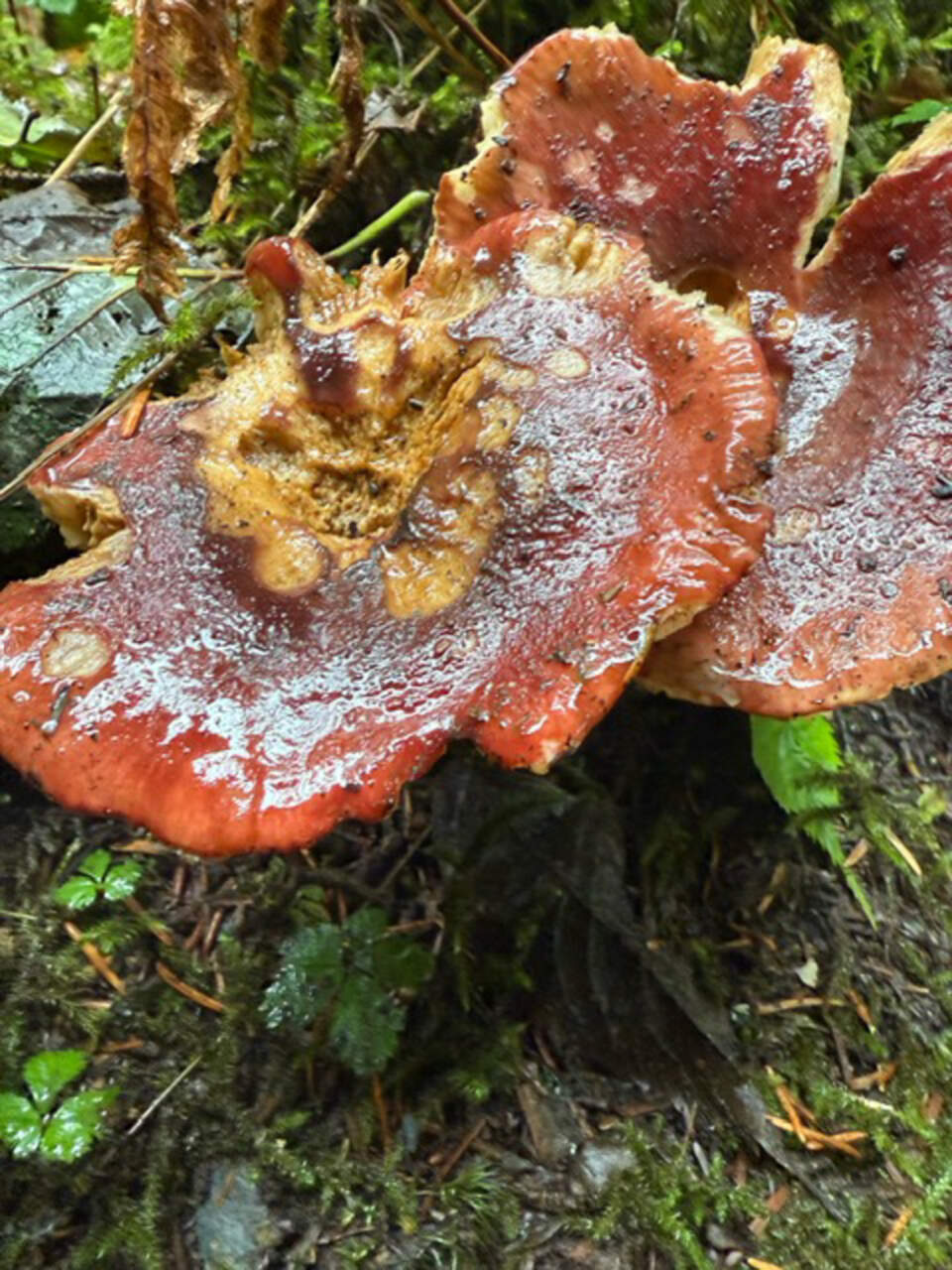 The forest floor painted with colorful mushrooms, proof that beauty grows even in the dark.