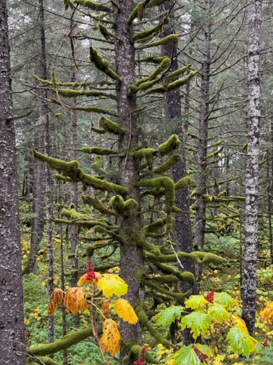 The mossy green canopy that seemed to breathe life into us once again.