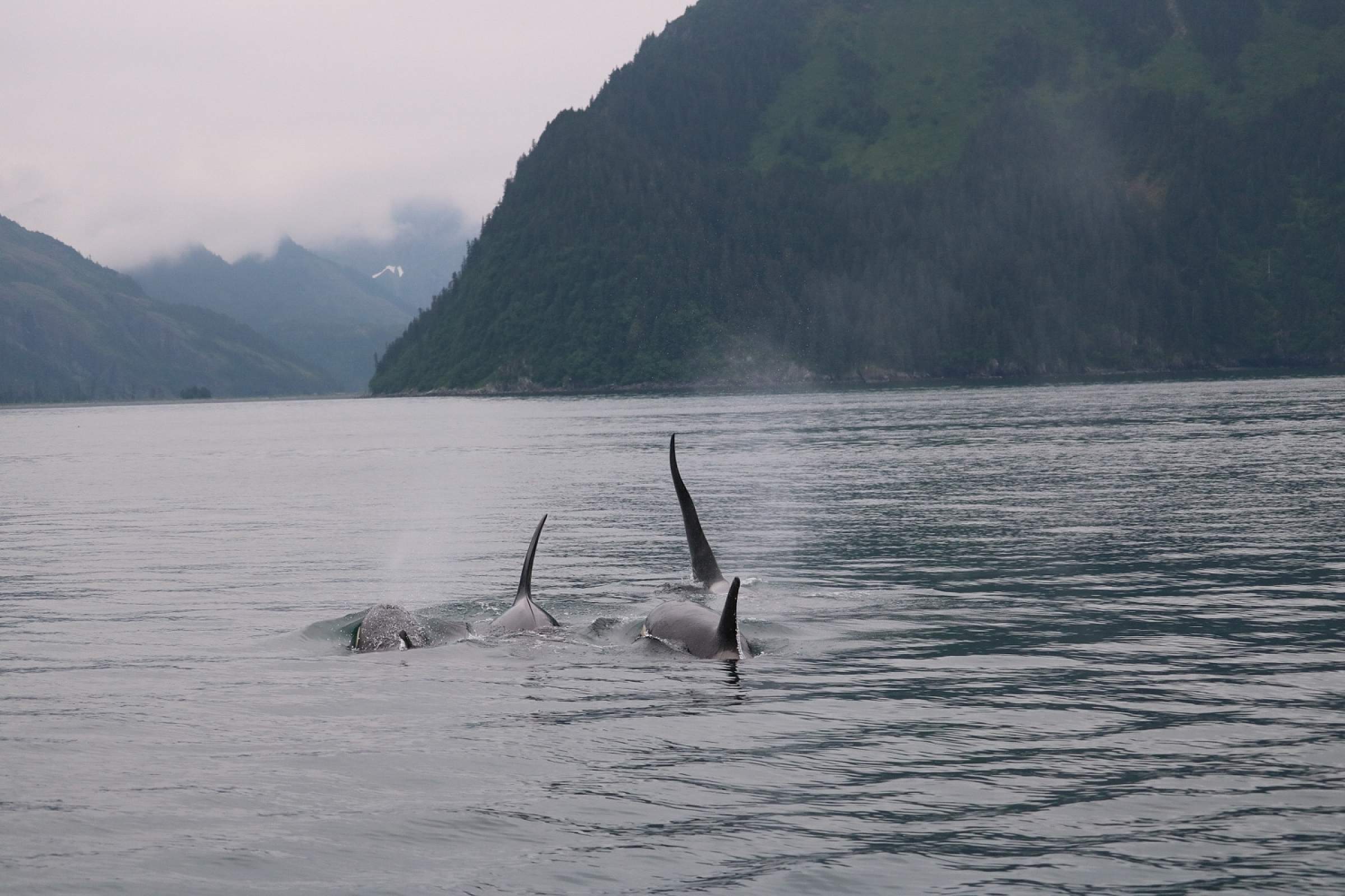 Orcas swimming in Kenai Fjords National Park