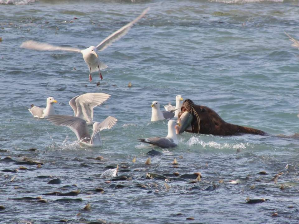 Sea Lion snatches a salmon at the Solomon Creek Hatchery