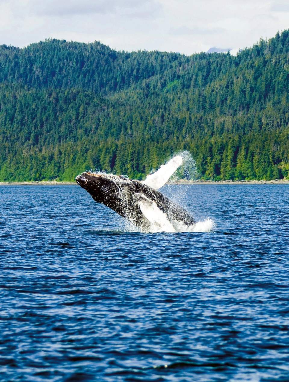 Alaska travel adventure breaching whale why your should visit alaska in 2021 1