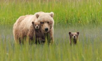 Alaska Bear Viewing Tours Pattie Walsh DX 4504