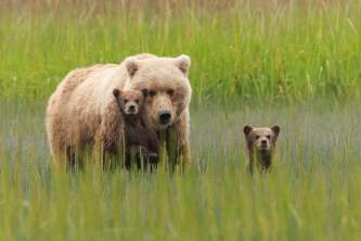 Alaska Bear Viewing Tours Pattie Walsh DX 4504