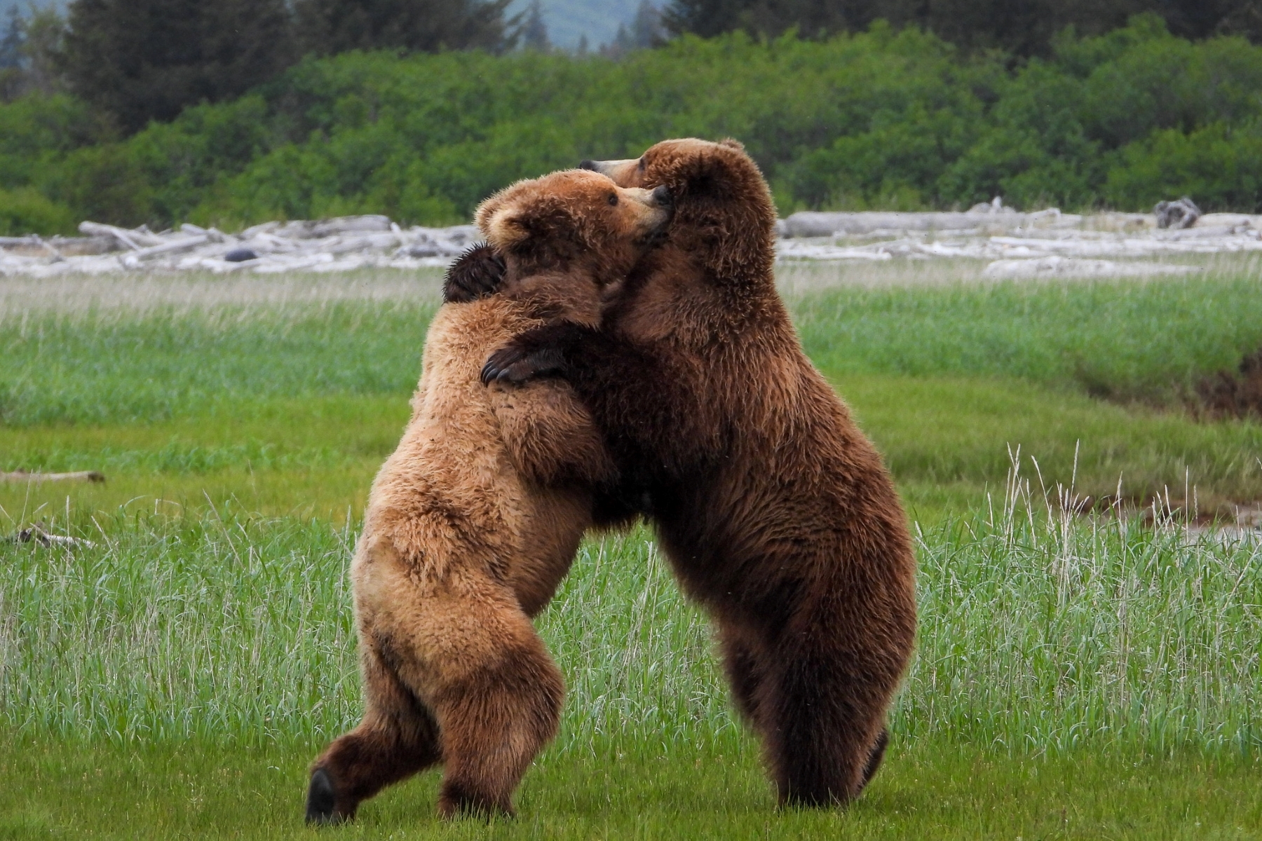 Big Standing Brown Bear On Mountain Top Animal / Wildlife / Nature