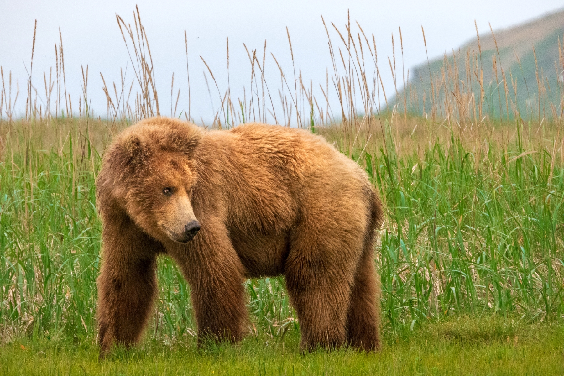 Brown and Black Bears — Wildlife Viewing, Alaska Department of