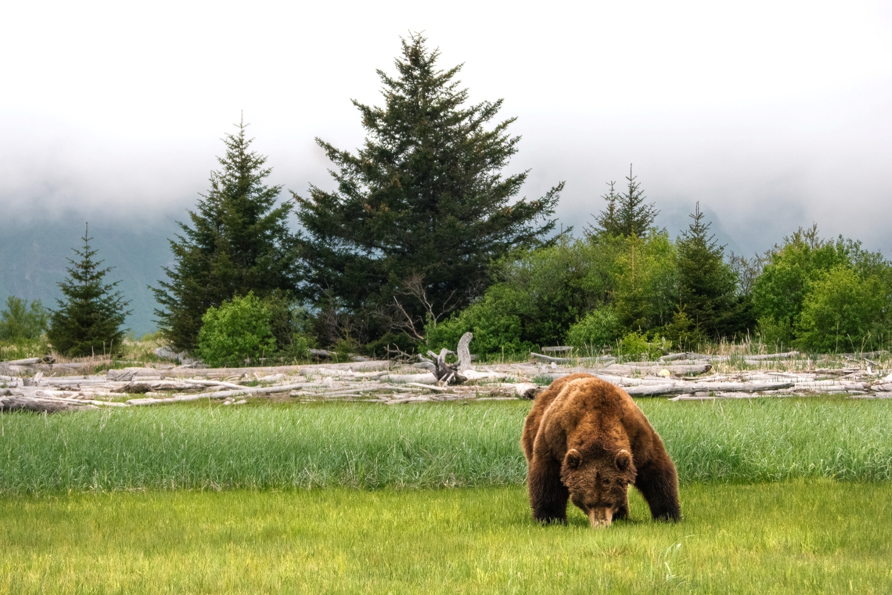 Alaska Bear Viewing Tours Jaime Hammond 6