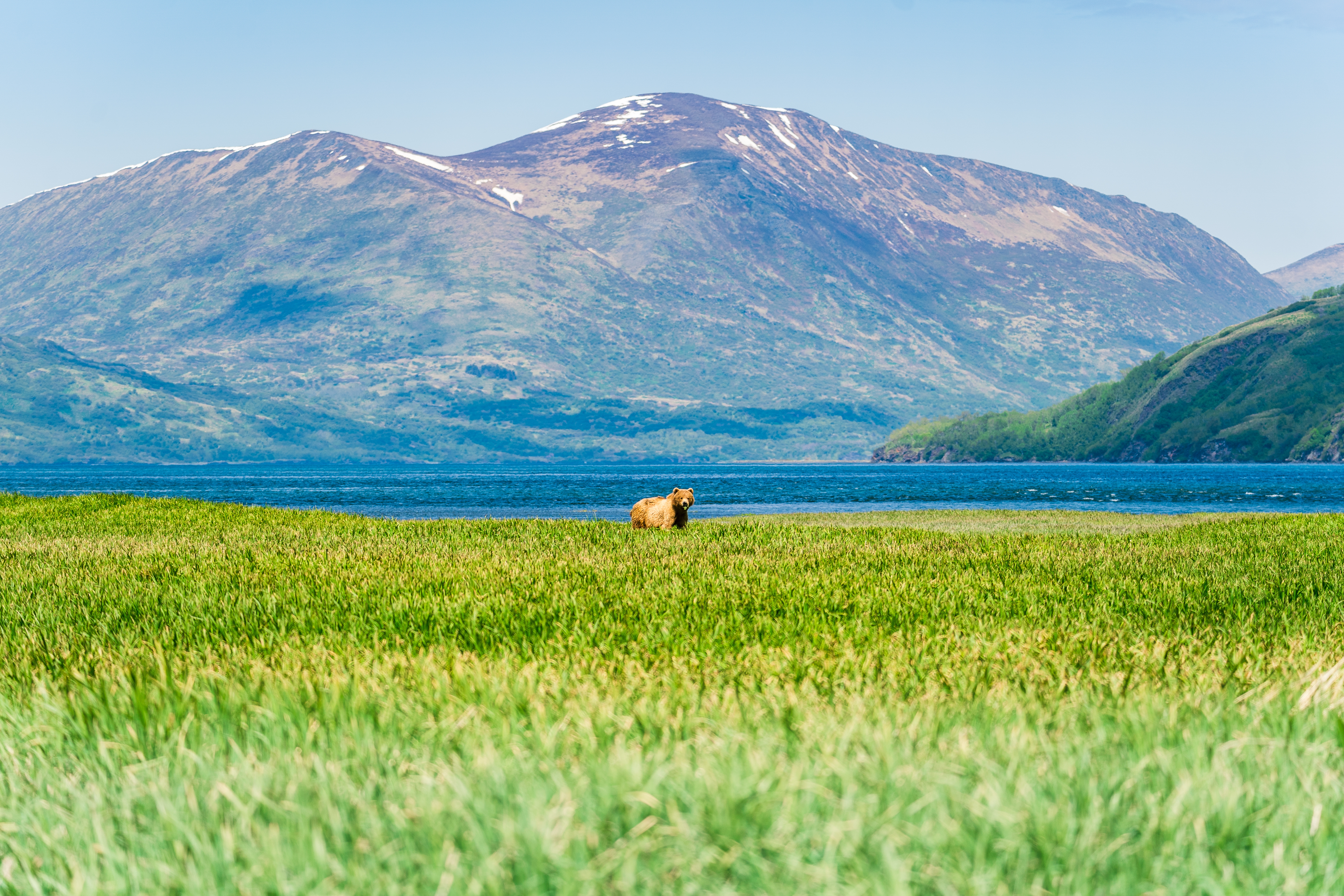 Kodiak Grazing