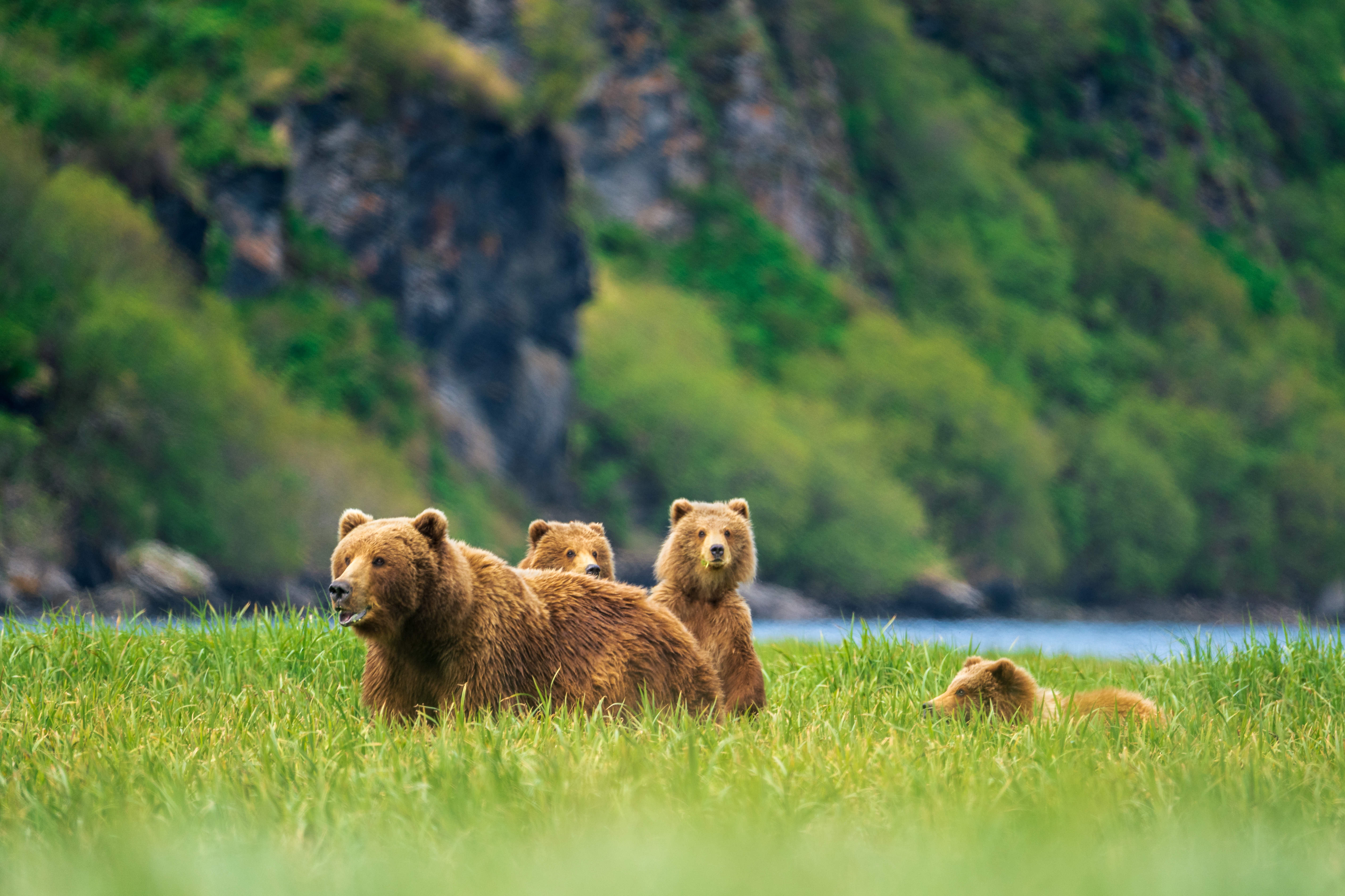 Brown and Black Bears — Wildlife Viewing, Alaska Department of