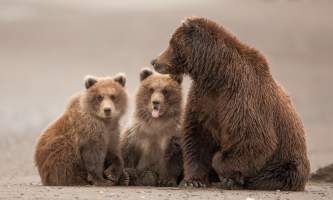 Alaska bear vieiwng toursalaska bear tours pattie walsh Pattie Walsh