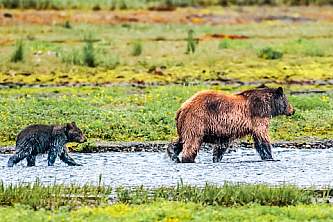 Alaska Bear Viewing Tours