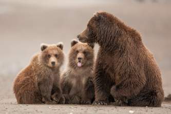 Alaska bear vieiwng toursalaska bear tours pattie walsh Pattie Walsh