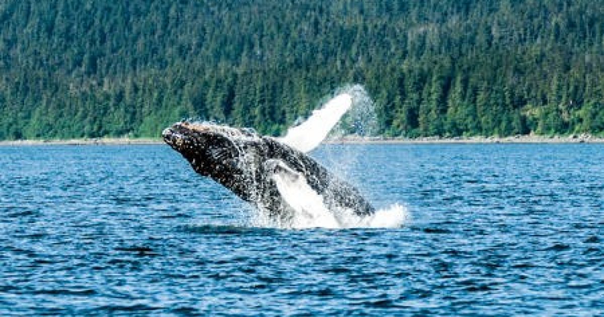 alaska cruise whale watching
