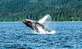 Alaska whale watching tours Juneau Cruise 1