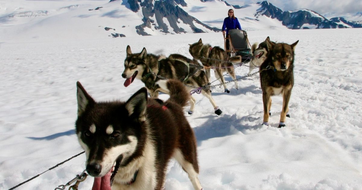 What Is A Musher In Dog Sledding