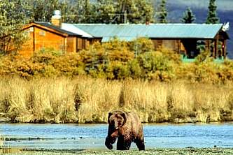 Alaska bear viewing lodges Bear in front of Brooks Lodge copyright Jim Gavin