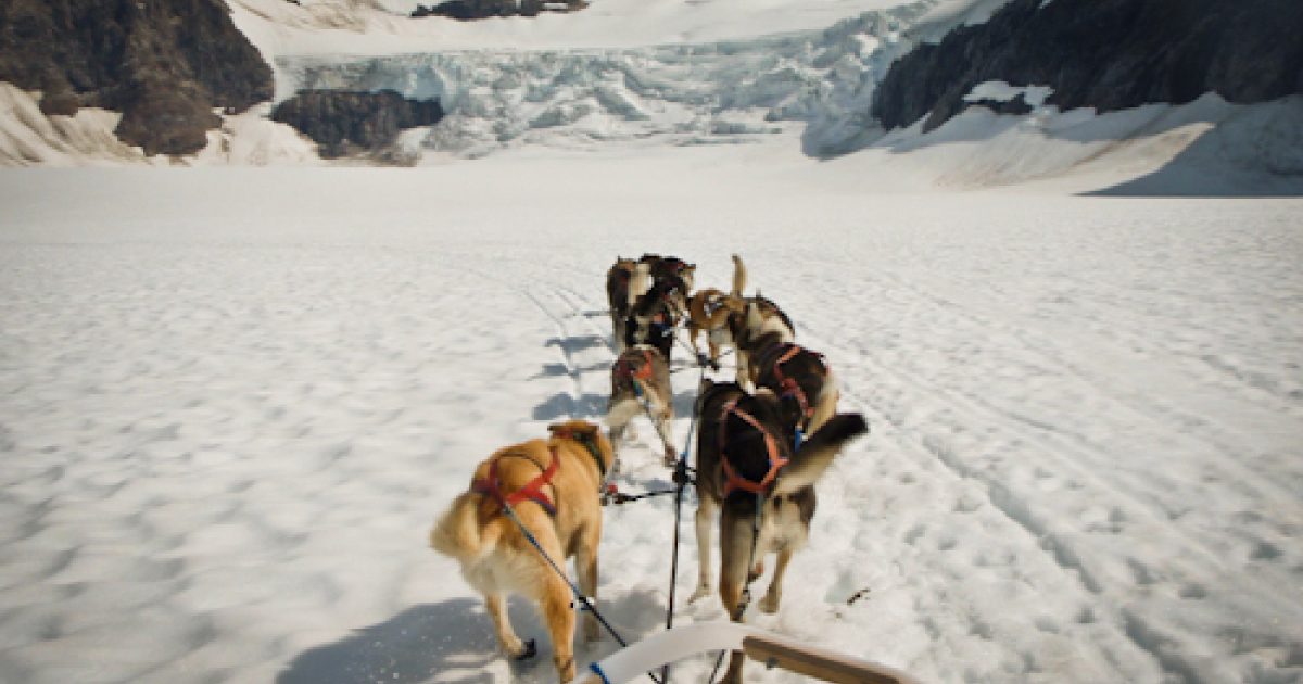 Winter Dog Mushing Experience Mushing Like An Iditarod…
