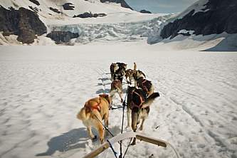 Alaska Dog Mushing