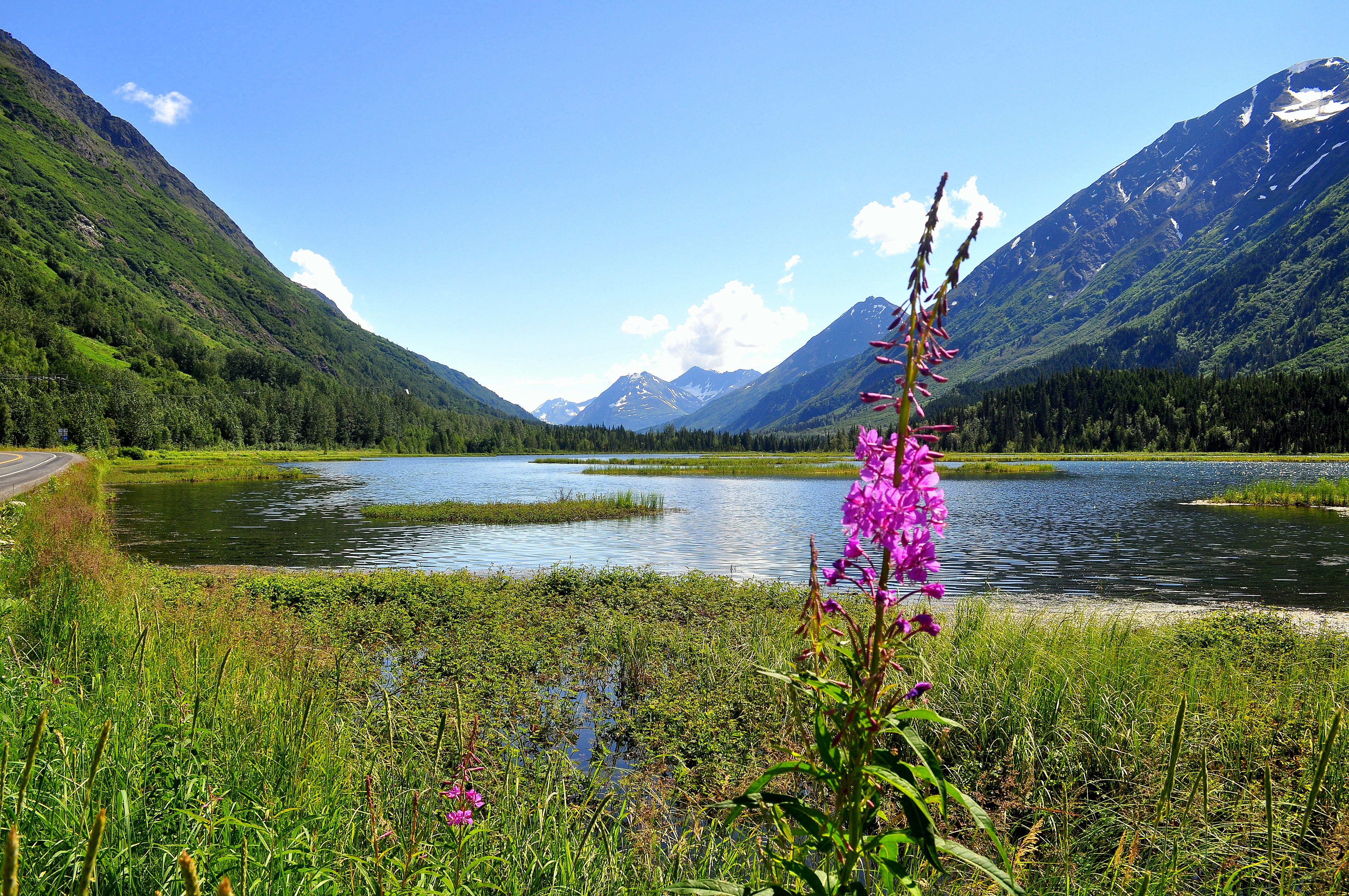 A sprig of fireweed next to a lake with mountains in the background