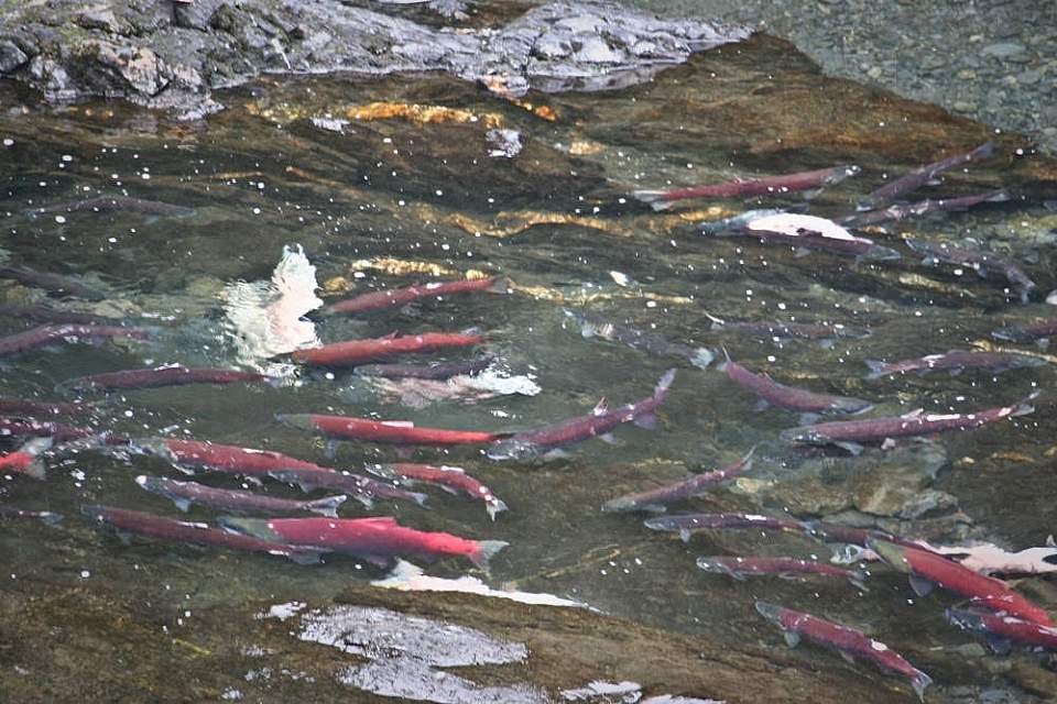 Salmon swimming in a river