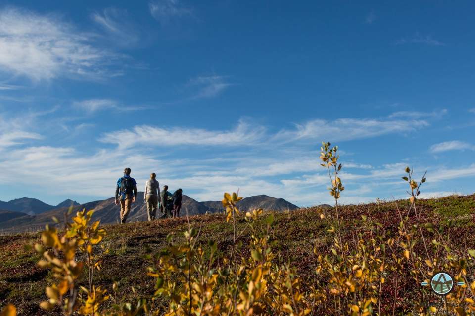 A group of people hike across the tundra in Denali National Park