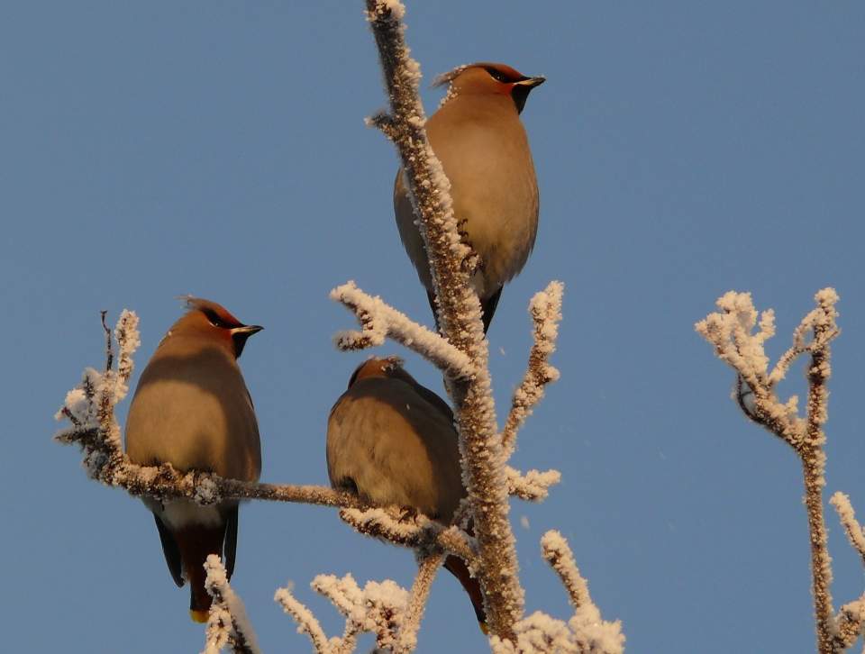 Bohemian Waxwings perched on frost covered branches