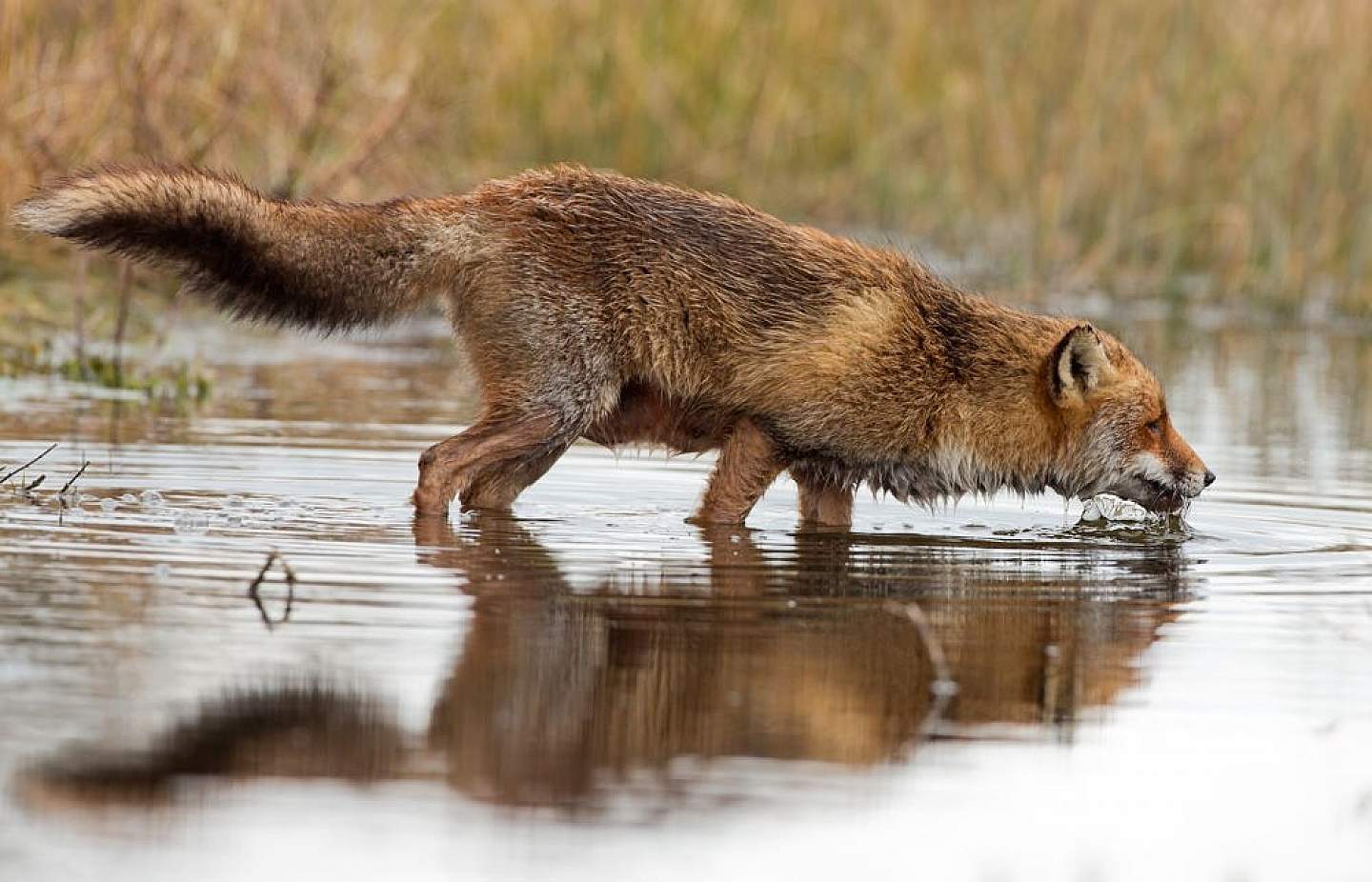 A fox drinking water out of a stream