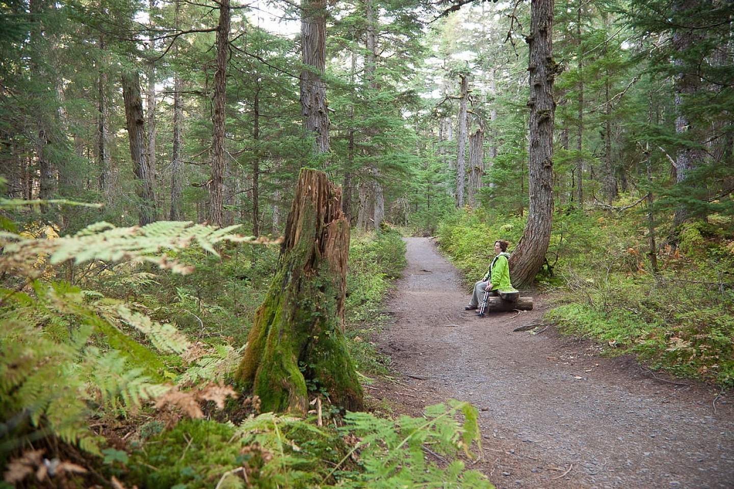 Hike through the northernmost rainforest on the Winner Creek Trail