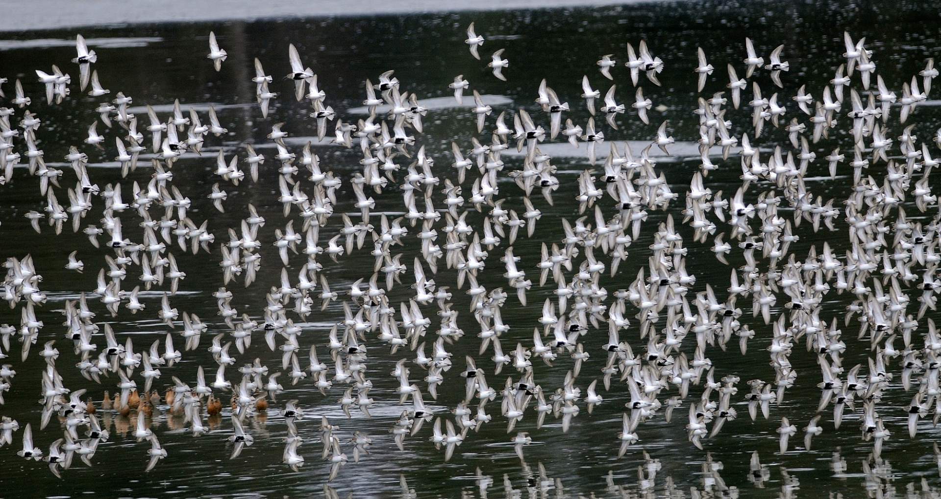 A large group of shorebirds take flight above the water.