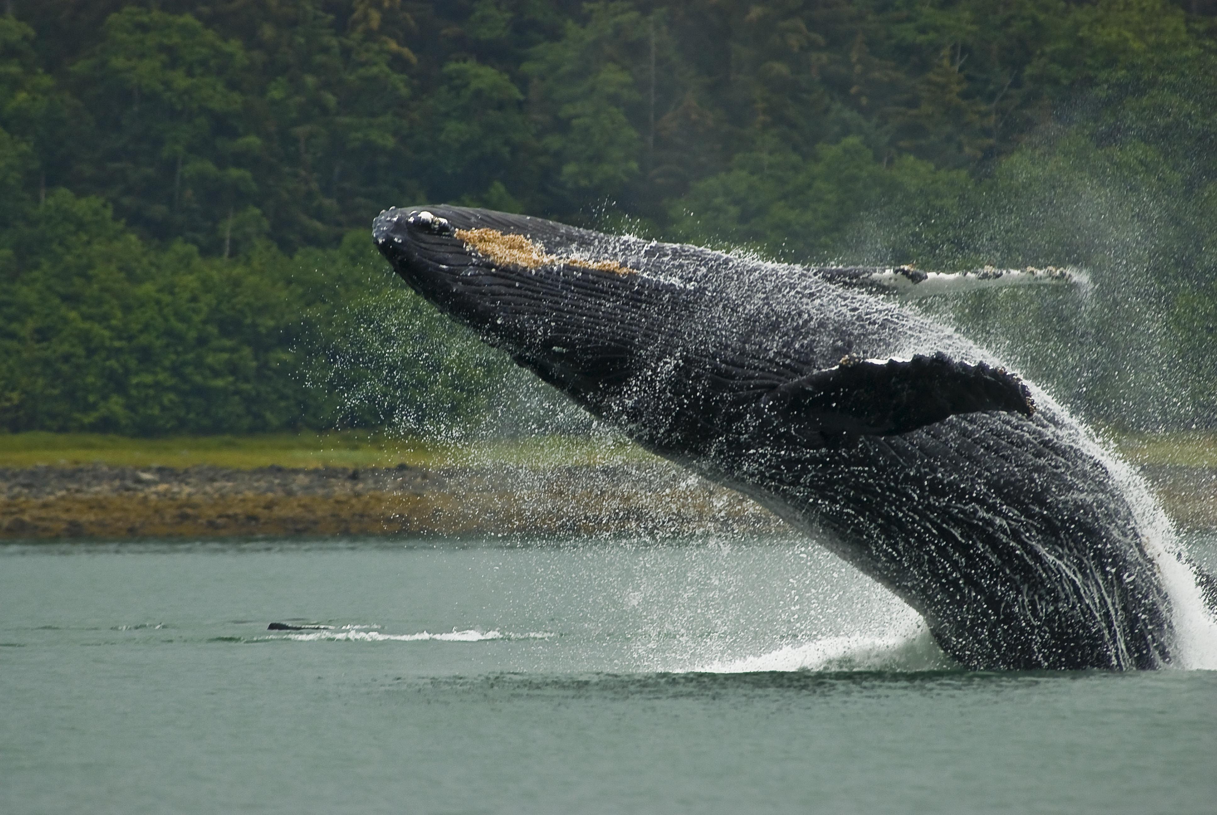Humpback whale breaching near Juneau, Alaska