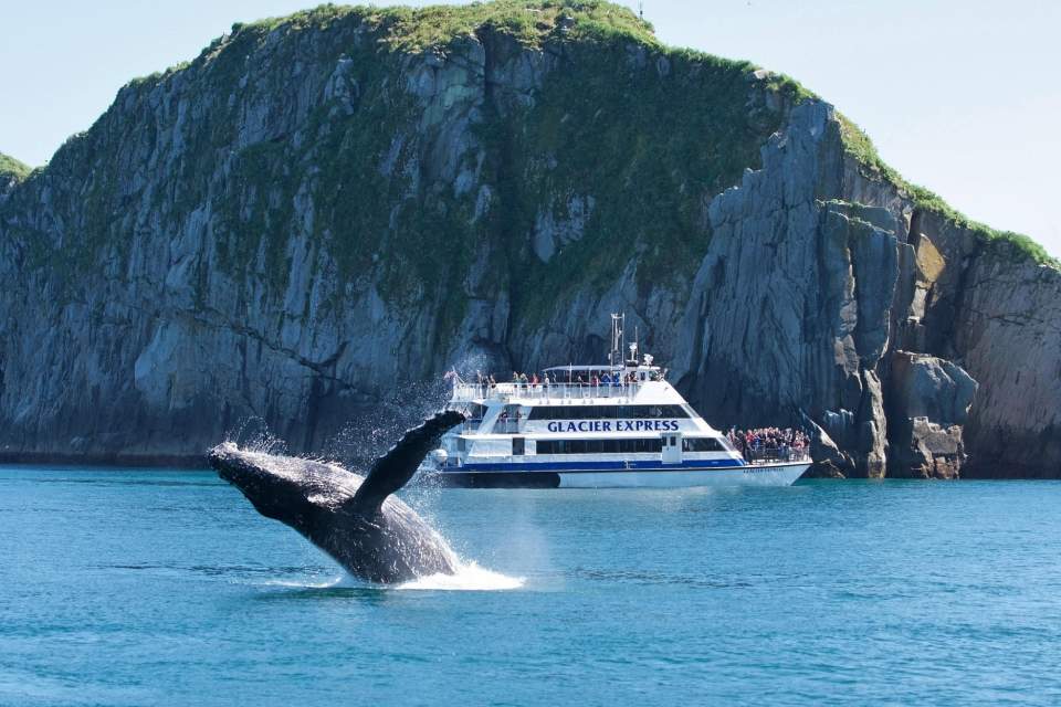 Day cruises like those with Major Marine Tours are a great way to see marine wildlife