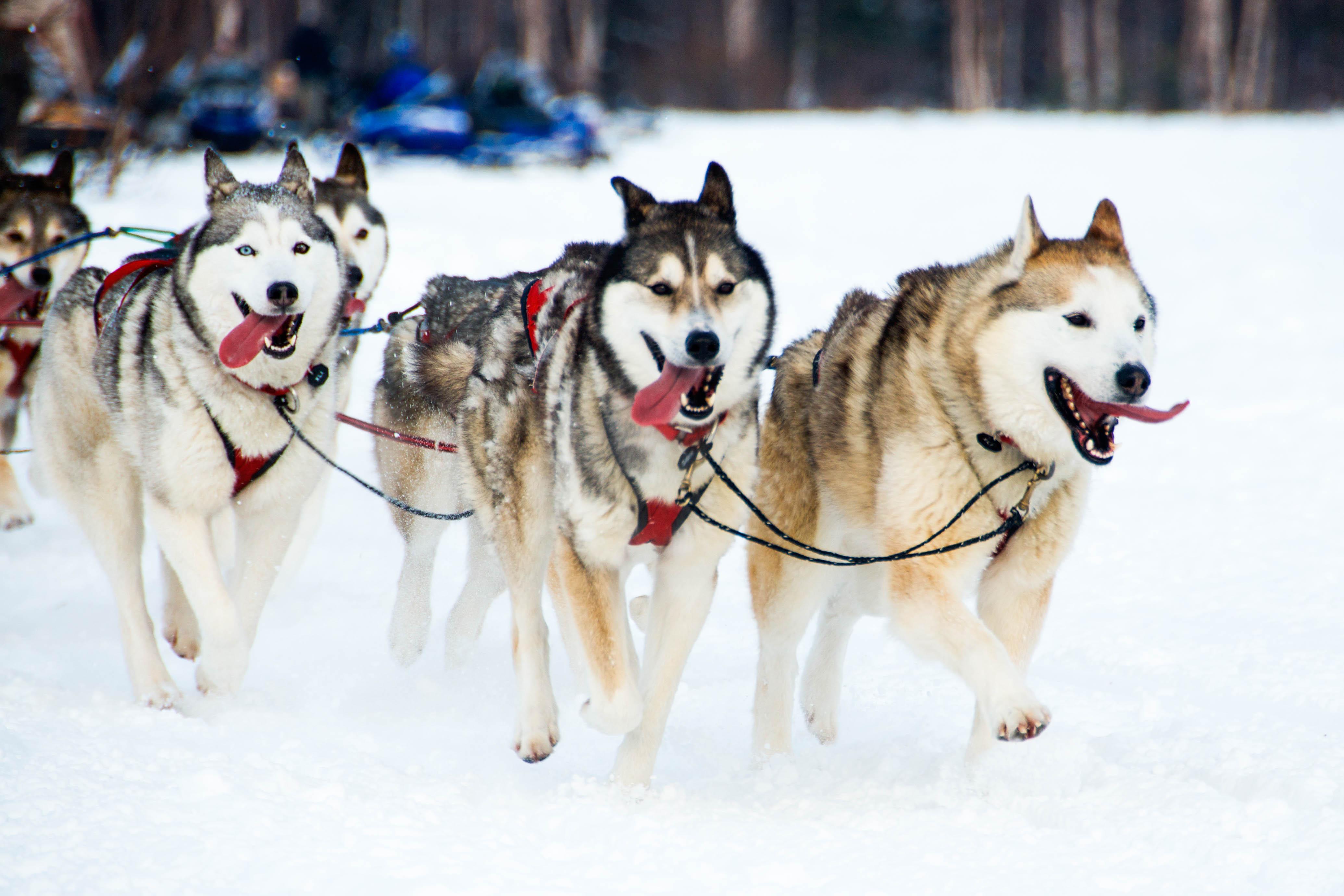 Watch the Iditarod start and then experience the thrill for yourself by taking a dog sledding tour