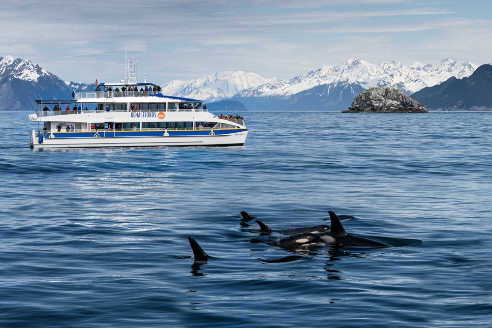 Major Marine Tours cruises pass a a pod of orcas